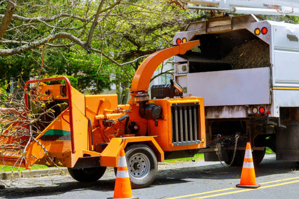 Best Storm Damage Tree Cleanup  in Navasota, TX