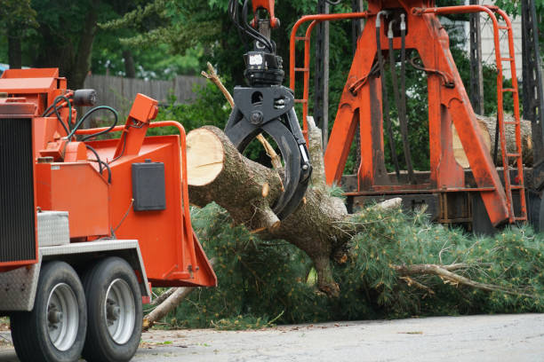 Best Tree Maintenance Programs  in Navasota, TX